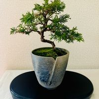 真柏,真柏盆栽,盆栽の画像