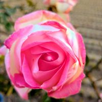 バラ,バラ カリフォルニアドリーミング,薔薇♪,バラ色の人生,カリフォルニアドリーミングの画像