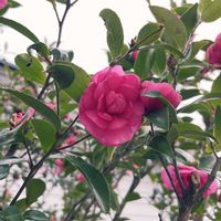 花のある暮らし,大きな庭,玄関アプローチの画像