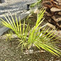 アンドリンギトラパーム,観葉植物,ヤシ,エキゾチック,熱帯植物の画像