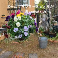 ビオラ,今庭,ガーデニング,お庭,マイガーデンの画像