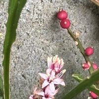 アロエ,吉祥寺草,花のある暮らし,今日のお花,埼玉ンズ倶楽部の画像