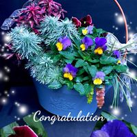 朝霧草,りゅうのひげ,リュウノヒゲ 白龍,斑入り葉キンギョソウ ダンシングクイーン,特選ビオラモルフォの画像