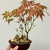 イロハモミジ,イロハモミジ,盆栽,実生,雑木盆栽の画像