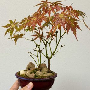 イロハモミジ,イロハモミジ,盆栽,実生,雑木盆栽の画像