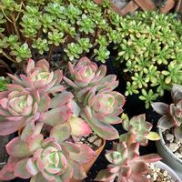 小人の祭り,ルエラ,小人の花束,多肉植物,多肉大好きの画像