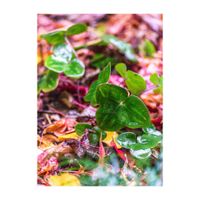 ミスミソウ,雪割草,キンポウゲ科,多年草,サクラソウ科の画像