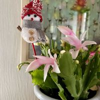 サザンカ,ミニバラ,デンマークカクタス,クスノキ,キュンキュン乙女倶楽部の画像