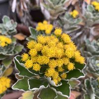 イソギク,イソギク,イソギク,イソギク,開花の画像