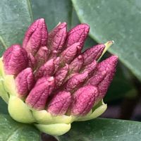 ジンチョウゲ,ジンチョウゲ,沈丁花,沈丁花,可愛いの画像