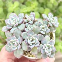 成長記録 早春,エケベリア 早春,神奈川タニラー,多肉男子,バルコニー/ベランダの画像