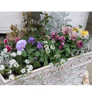 アリッサム,ガーデンシクラメン,フリル咲きパンジー,寄せ植え,シルバーリーフの画像