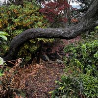 ウメ,剪定の画像