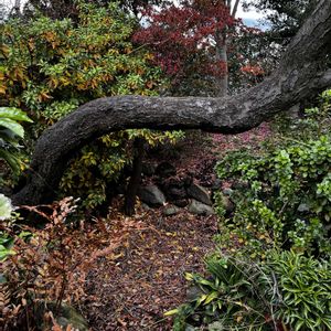 ウメ,剪定の画像