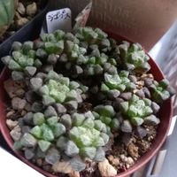 アナカンプセロス属,ラゴプス,多肉植物,多肉女子,岩手県の画像