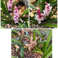 サザンカ,ネモフィラ,ポピー,ワスレナグサ,パンジーの画像