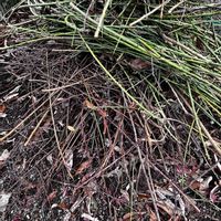 ウメ,プラム,剪定,残渣処理の画像