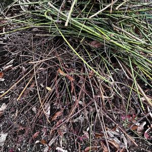 ウメ,プラム,剪定,残渣処理の画像