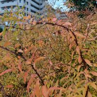 ユキヤナギ,紅葉（こうよう）,今日も元気で,キュンキュン乙女倶楽部,キュンキュン乙女倶楽部No.0278の画像