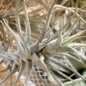 チランジア,エアプランツ,家庭菜園の画像