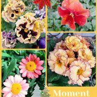 プリムラ　ジュリアン,植木鉢,パンビオ大好き,日曜ビタミンカラー♪,一般ジーの会♪の画像