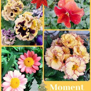 プリムラ　ジュリアン,植木鉢,パンビオ大好き,日曜ビタミンカラー♪,一般ジーの会♪の画像