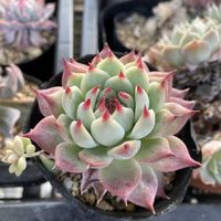 多肉植物,葉挿し,小さな庭の画像