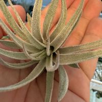 チランジア,エアプランツの画像