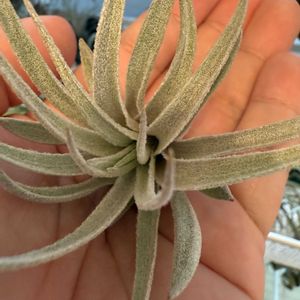 チランジア,エアプランツの画像