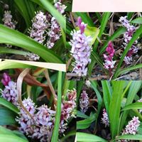 吉祥草,キチジョウソウ,キチジョウソウ(吉祥草),地植え,我が家の庭の画像