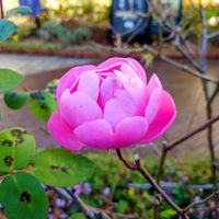 バラ,バラ,バラ,バラの画像