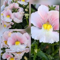 キク,コスモス,ネメシア,バラ,ペチュニアの画像