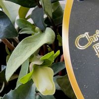 サンスベリア,ガーデンシクラメン,胡蝶蘭カララ,ｸﾘｽﾏｽﾛｰｽﾞ　ﾏｴｽﾄﾛ,バルコニーの画像