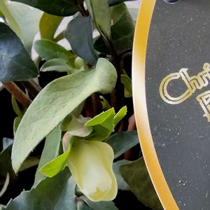 サンスベリア,ガーデンシクラメン,胡蝶蘭カララ,ｸﾘｽﾏｽﾛｰｽﾞ　ﾏｴｽﾄﾛ,バルコニーの画像