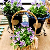 ビオラ,ビオラ・碧いうさぎ,花のある暮らし,ビオラ・パンジー,おうち園芸の画像