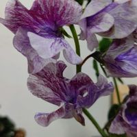 スイートピーの画像