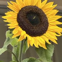 ひまわりの画像