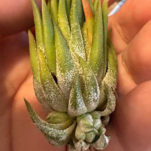 チランジア,イオナンタ,エアプランツの画像