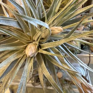 チランジア,エアプランツの画像