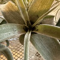 チランジア,エアプランツの画像