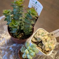天使の雫,十字星,ティテュバンス錦,多肉植物の画像