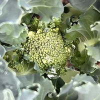 植物のある暮らし,ブロッコリー栽培,医療従事者の方々へエールを,訪問看護師にエールを,バルコニー/ベランダの画像