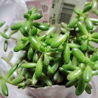 虹の玉,多肉植物,葉挿し,初心者,ホームセンターの画像