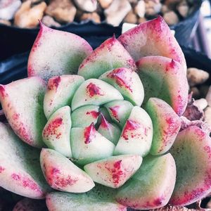 エケベリア実生苗,多肉植物,エケベリア属,実生,交配種の画像