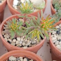 不明,多肉植物,初心者,ベランダの画像