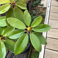 シャクナゲの画像