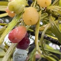 イヌマキ,東寺,終い弘法の画像