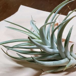 チランジア,ハリシー,エアプランツ,インドアグリーンの画像