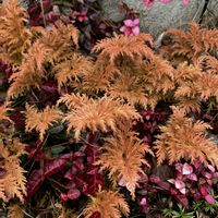 シダ,カワラナデシコ,12月の庭,目指せ！ローメンテナンスの庭,庭の画像