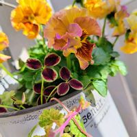 クローバー,斑入りグレコマ ’ レッドステム ',セント ポーリア,マジック アマリリス,フリルパンジー シュガー・ボンボンの画像